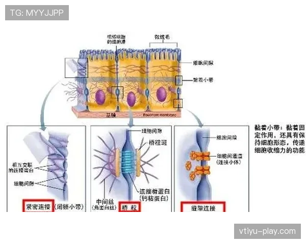 麦迪逊高位压迫中的组织核心作用解析 麦迪逊高位压迫中的组织核心作用解析